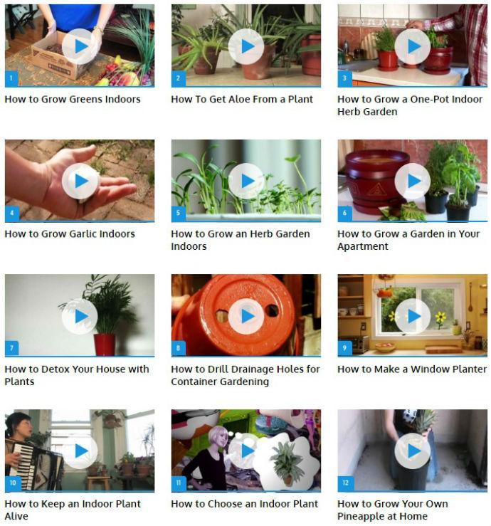 Indoor Plants (Guide)